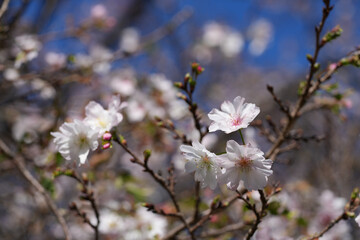 青空と冬桜