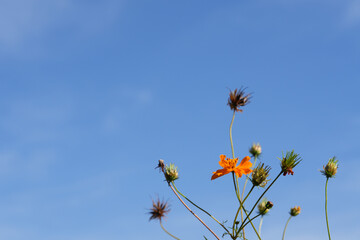 青空とコスモス
