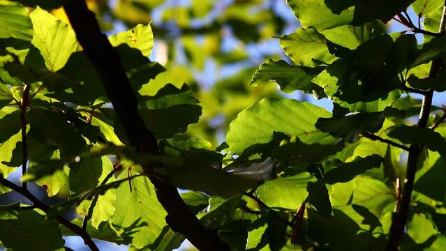 healthy nature in a lush green video