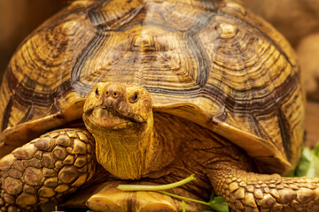 Shot of a sulcata tortoise with a very cool bokeh background suitable for use as wallpaper, animal...