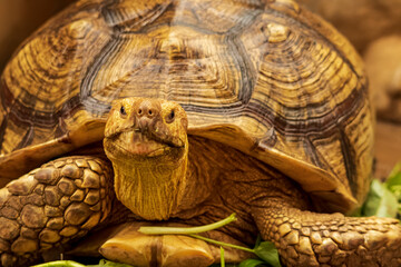 Obraz premium Shot of a sulcata tortoise with a very cool bokeh background suitable for use as wallpaper, animal education, image editing material and so on.