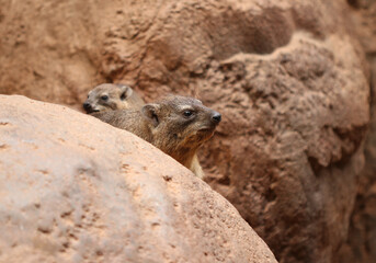 Klippschliefer - Rock hyrax