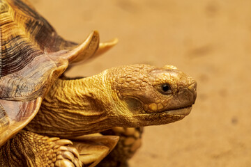 Obraz premium Shot of a sulcata tortoise with a very cool bokeh background suitable for use as wallpaper, animal education, image editing material and so on.