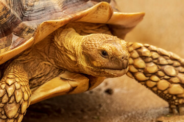 Shot of a sulcata tortoise with a very cool bokeh background suitable for use as wallpaper, animal...