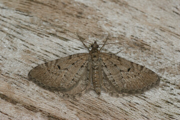 Closeup on the small European Freyers Pug, geometer moth, Eupithecia intricata sitting with spread wings on wood