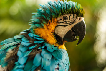 Headshot of a blue, green and yellow Macaw with a very cool bokeh background suitable for use as...