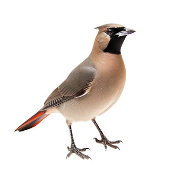 full body shot of a Bohemaian waxwing on transparent background cutout - Generative AI	
