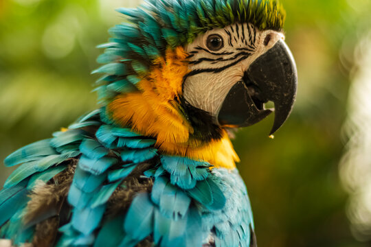 Headshot of a blue, green and yellow Macaw with a very cool bokeh background suitable for use as wallpaper, animal education, image editing material and so on.