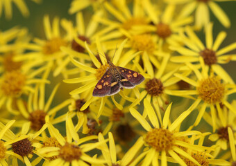 Goldzünsler - Minzenmotte - Mint moth