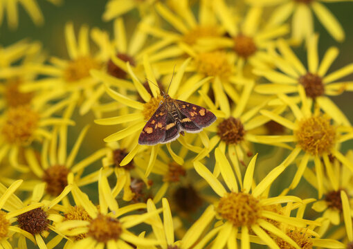 Goldz&uuml;nsler - Minzenmotte - Mint moth