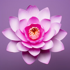 Beautiful purple lotus flower on isolated background