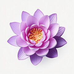 Beautiful purple lotus flower on isolated background