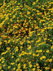 Obraz premium Carpet of flowers and green plants. Plant texture and background.