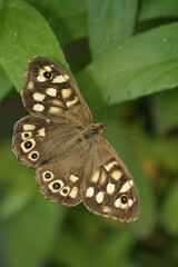 Vertical closeup on a European speckled brown butterfly, Pararge aegeria sitting on a leaf with spread wings