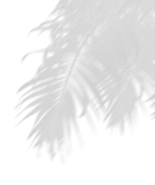 Palm leaves movement shadow shade on transparent backgrounds 3d render png