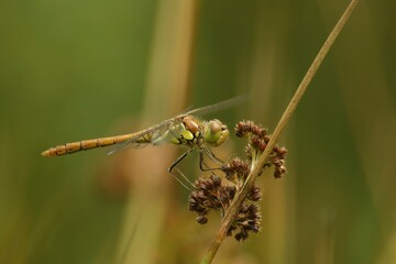Closeup on a European Vagrant darter dragonfly, Sympetrum vulgatum perched , against a light brown...