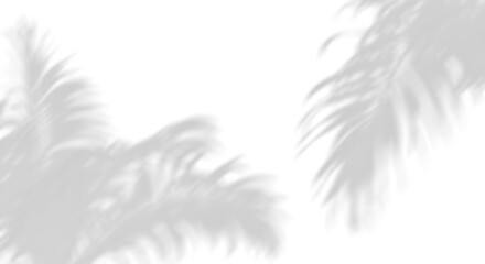 Sunshade grey shadow palm leafs movement on transparent backgrounds 3d render png