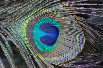 Fototapeta premium peacock feather close up