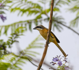 a shrike perching on the tree branch