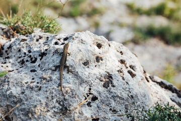 lizard on rocks insect nature on a journey