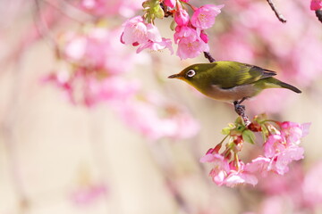 河津桜にとまるメジロ