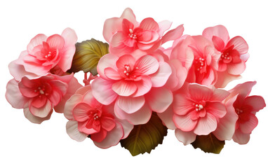 Realistic Begonia on White Background on a Clear Surface or PNG Transparent Background.