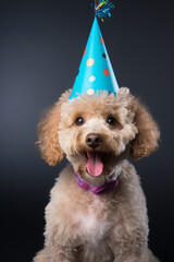 Poodle wearing new year party hat