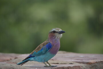 Obraz premium A pair of lilac-breasted roller birds sitting on a rock in the Kruger National Park South Africa.