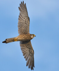Common Kestrel (Falco tinnunculus) in flight against the sky.