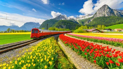 Foto op Plexiglas The beautiful red train runs through a tulip garden in the Netherlands. Field of tulips in Netherlands. © Lyn Lyn