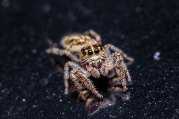 spider