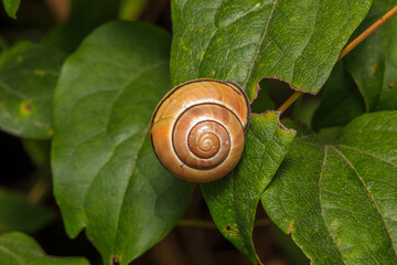 snail on leaf