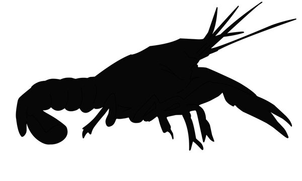 black lobster silhouette on white background clip art preview