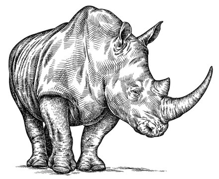 Vintage engraving isolated rhinoceros set illustration ink sketch. Africa background rhino silhouette art. Black and white hand drawn image