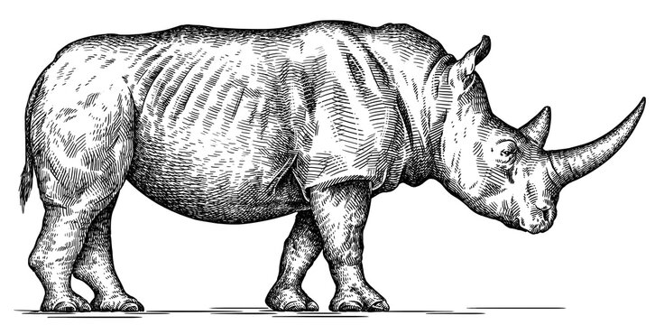 Vintage engraving isolated rhinoceros set illustration ink sketch. Africa background rhino silhouette art. Black and white hand drawn image
