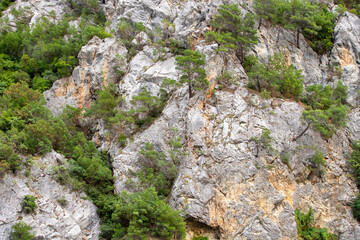 Rocky area. Trees growing among stones