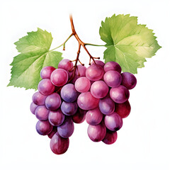 Fototapeta premium Grape, Fruits, Watercolor illustrations