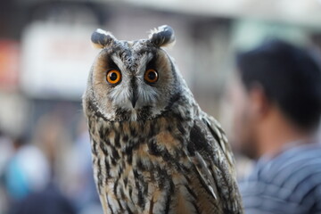great grey owl