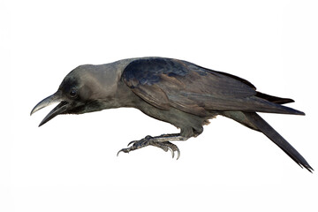A crow is screaming, white background, isolated. Close-up portrait of a raven. Side view.