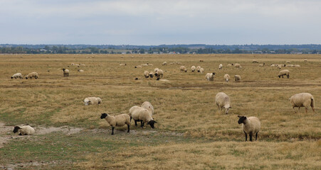 Obraz premium plain with flock of sheep and lambs grazing