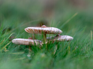 three mushrooms in the grass