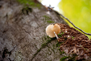 mushroom on a  trunk of a tree