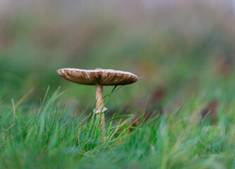  one mushroom in the grass