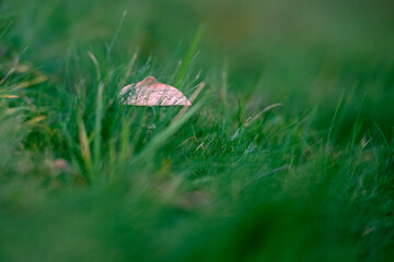 small solitary mushroom in the grass