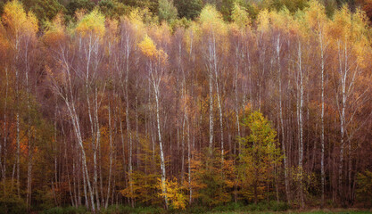 Autumn in the birch forest.