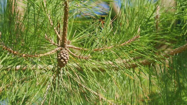 Yellow Pine Cones From Coniferous Tree At Summer. Blooming Evergreen Pine Tree With Male Pine Cones. Close up.