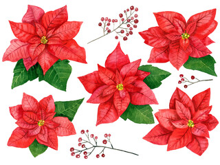 Watercolor hand drawn res flowers of poinsettia