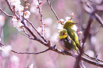 梅の花と仲良しの2羽のメジロ