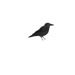 crow