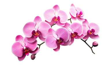 Fototapeta na wymiar Realistic Enchanting Orchid Display on a Clear Surface or PNG Transparent Background.